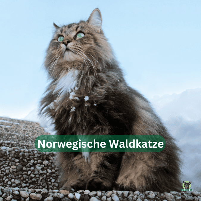 Norwegische Waldkatze 55