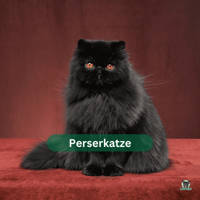 Perserkatze 61