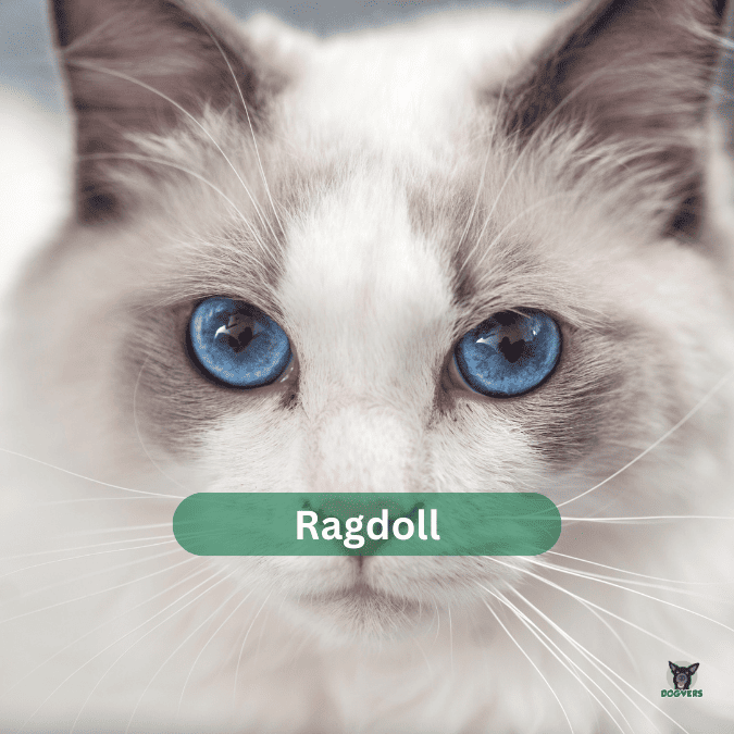 Ragdoll Ragdoll Katze