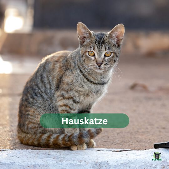 Hauskatze Hauskatze