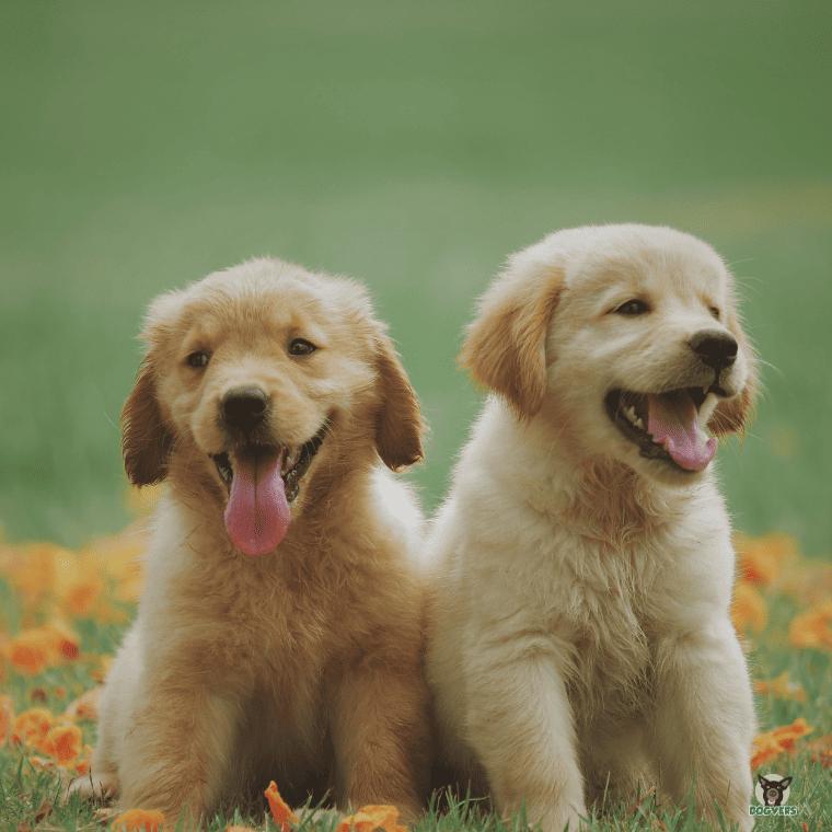 2 fröhliche Labrador Retriever Welpen 2 froehliche Labrador Retriever Welpen