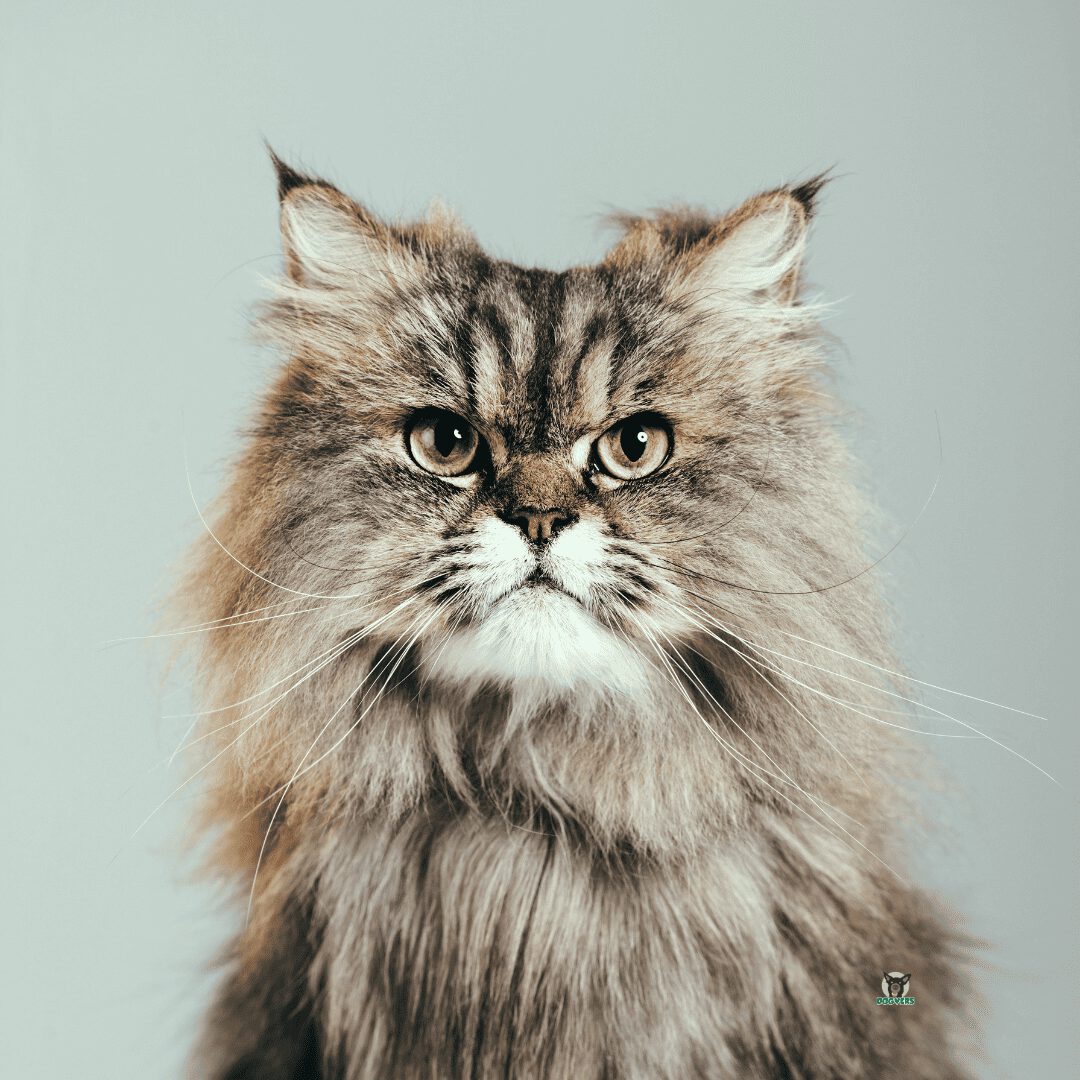 Perserkatze 8