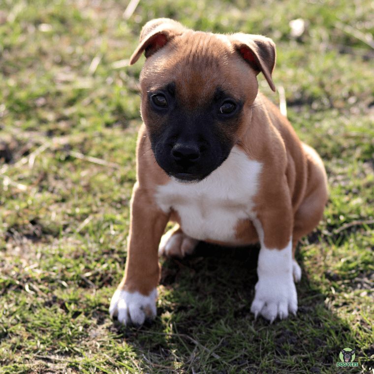 American Pitbull Welpe in Braun weiss schwarz American Pitbull Welpe in Braun weiss schwarz