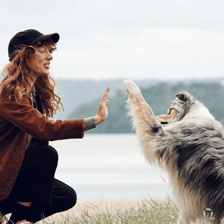 Australian Shepherd gibt seiner Hundehalterin High Five Australian Shepherd gibt seiner Hundehalterin High Five
