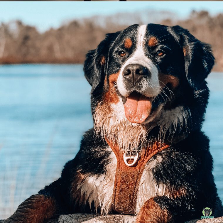 Berner Sennenhund am Wasser Berner Sennenhund am Wasser