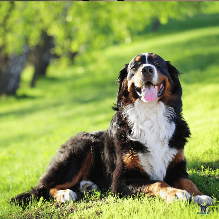 Berner Sennenhund auf der Wiese Berner Sennenhund auf der Wiese