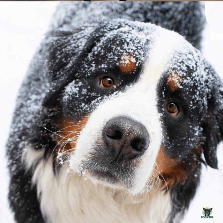 Berner Sennenhund im Schnee Berner Sennenhund im Schnee