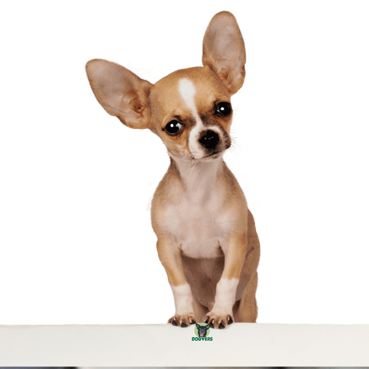Chihuahua schaut neugierig Chihuahua schaut neugierig
