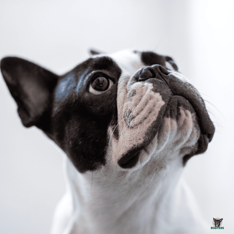 Französische Bulldogge schaut nach oben Franzoesische Bulldogge schaut nach oben