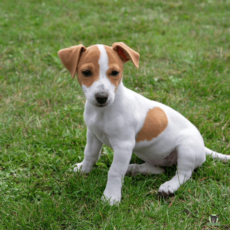 Jack Russel Terrier Welpe Jack Russel Terrier Welpe