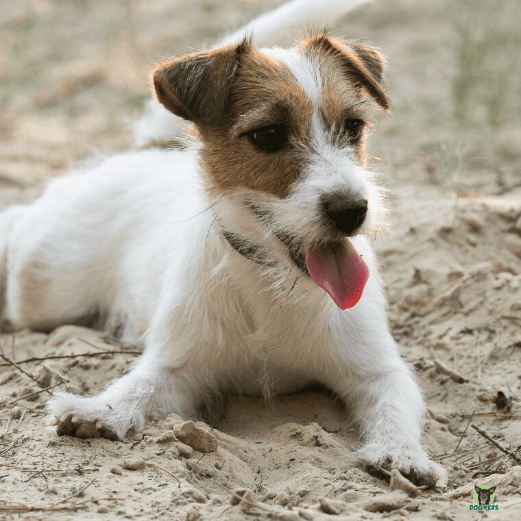 Jack Russel Terrier im Sand Jack Russel Terrier im Sand
