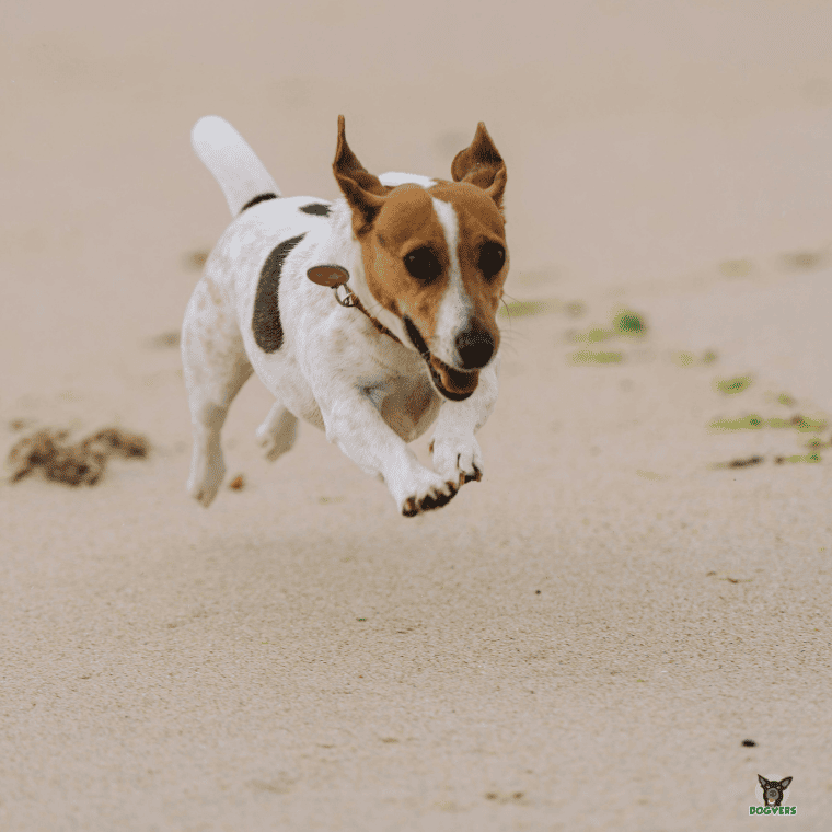 Jack Russel Terrier springt am Strand Jack Russel Terrier springt am Strand