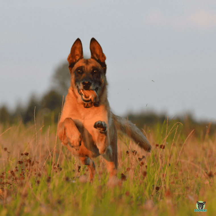 Malinois rennt über Wiese Malinois rennt ueber Wiese