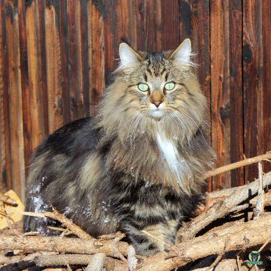Norwegische Waldkatze sitzt auf Holz Norwegische Waldkatze sitzt auf Holz