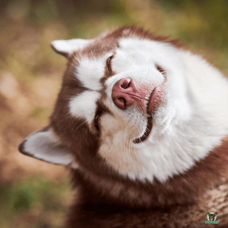 Siberian Husky schaut süss Siberian Husky schaut suess