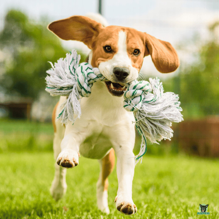 Beagle läuft mit Spielzeug in der Schnauze über Wiese Beagle laeuft mit Spielzeug in der Schnauze ueber Wiese