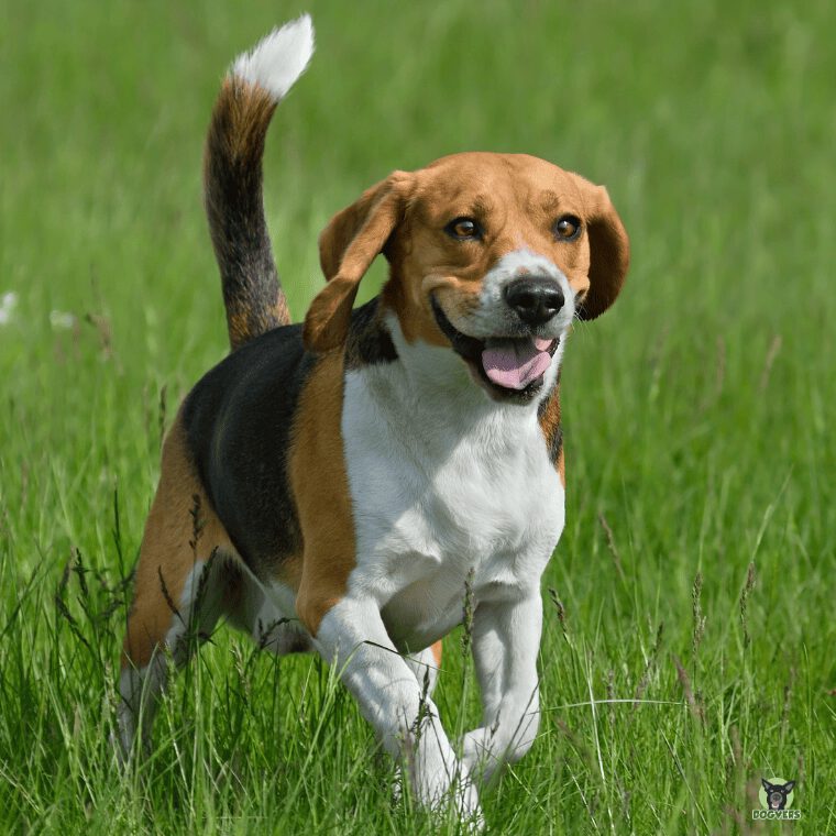 Beagle läuft über Wiese Aufmerksam Jagd Beagle laeuft ueber Wiese Aufmerksam Jagd