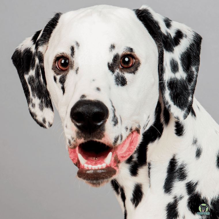 Dalmatiner Portrait mit offener Schnauze Dalmatiner Portrait mit offener Schnauze