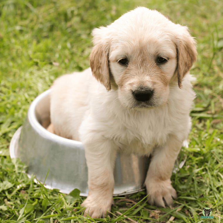 Golden Retriever Welpe sitzt im Napf Golden Retriever Welpe sitzt im Napf
