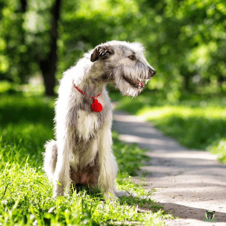 Irischer Wolfshund lachend am Waldweg Irischer Wolfshund lachend am Waldweg