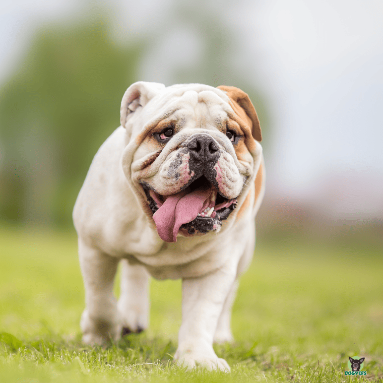 Old English Bulldog läuft über eine Wiese Old English Bulldog laeuft ueber eine Wiese