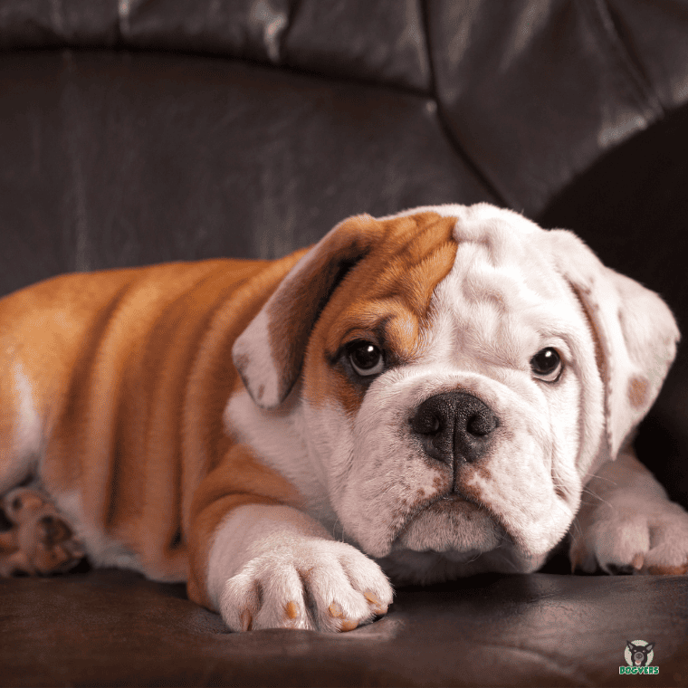 Old English Bulldog liegt auf dem Boden Old English Bulldog liegt auf dem Boden