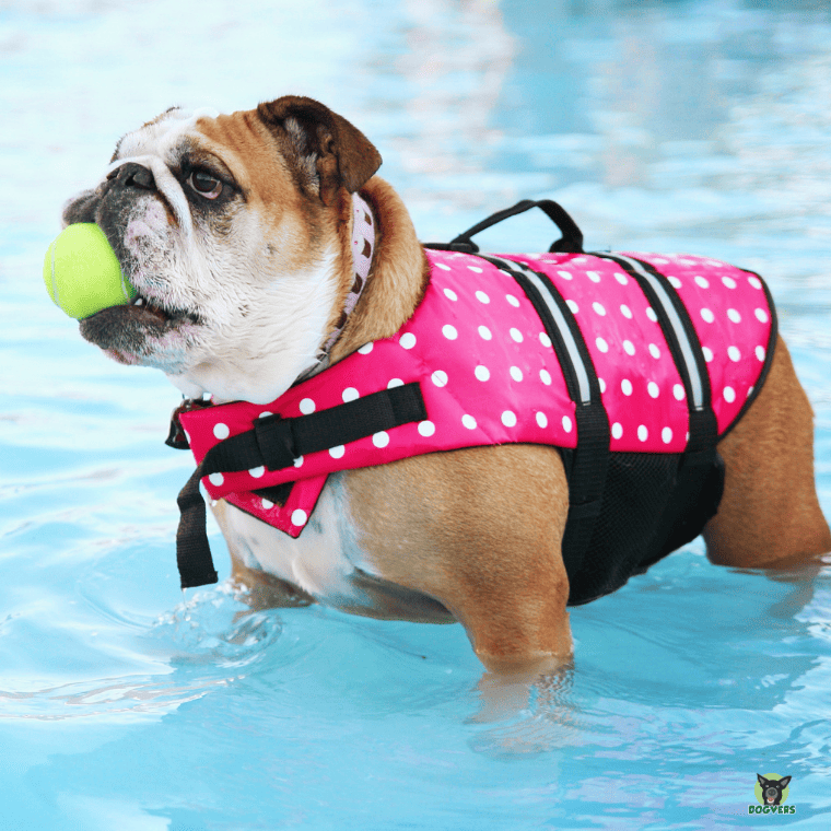 Old English Bulldog spielt im Wasser Old English Bulldog spielt im Wasser