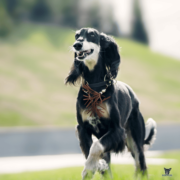 Scharz weißer Saluki steht auf Wiese Scharz weisser Saluki steht auf Wiese