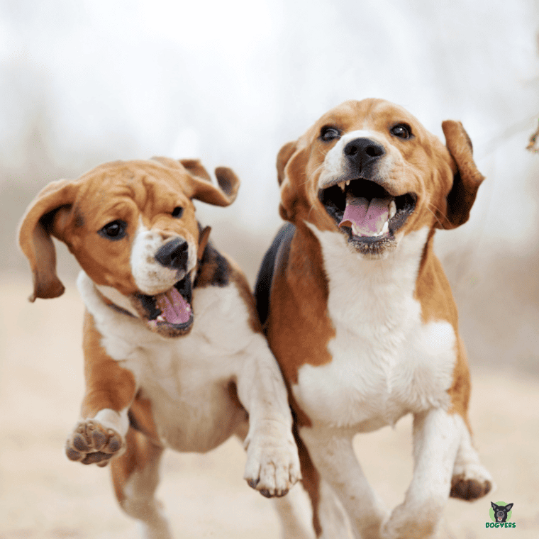 Zwei Beagle spielen ausgelassen Zwei Beagle spielen ausgelassen