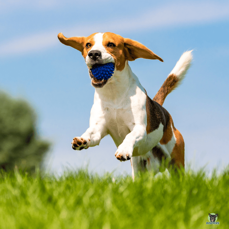fröhlicher Beagle springt über Wiese froehlicher Beagle springt ueber Wiese