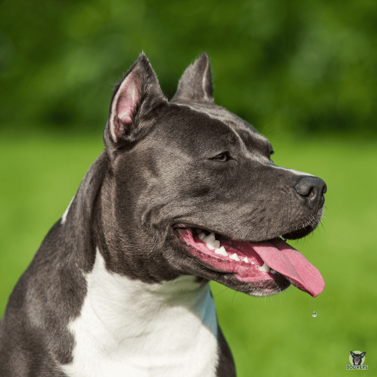 American Staffordshire Terrier Profilbild 2 American Staffordshire Terrier Profilbild 2