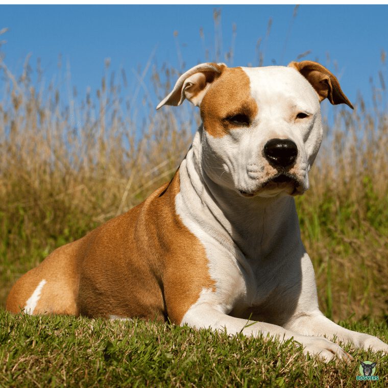 American Staffordshire Terrier auf Wiese American Staffordshire Terrier auf Wiese