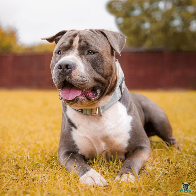 American Staffordshire Terrier liegend auf Wiese American Staffordshire Terrier liegend auf Wiese