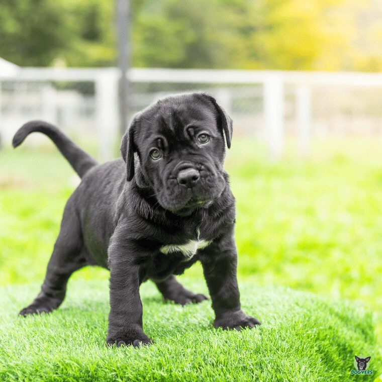 Bandog Welpe auf Wiese Bandog Welpe auf Wiese