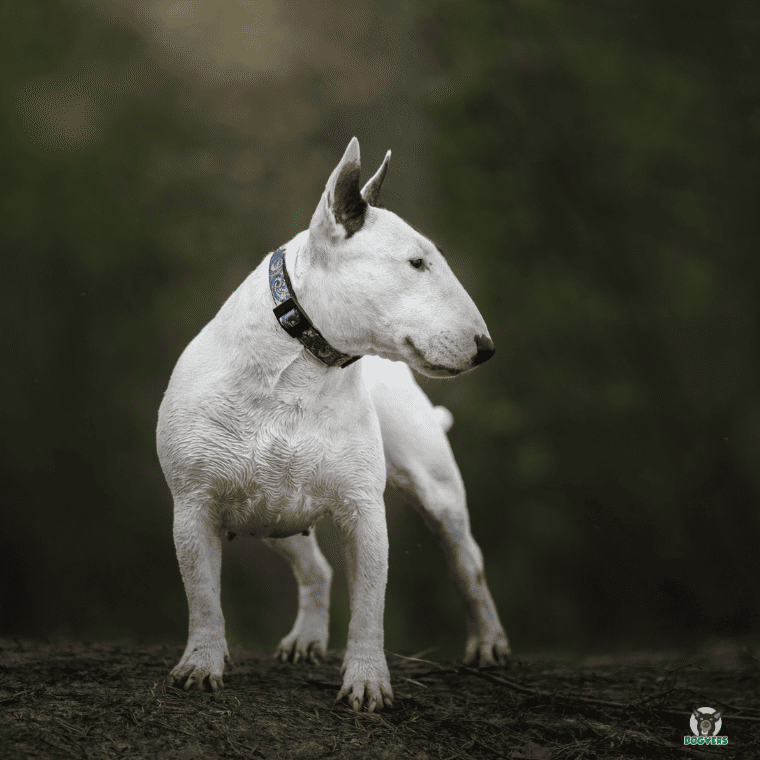 Bullterrier steht im Studio Bullterrier steht im Studio