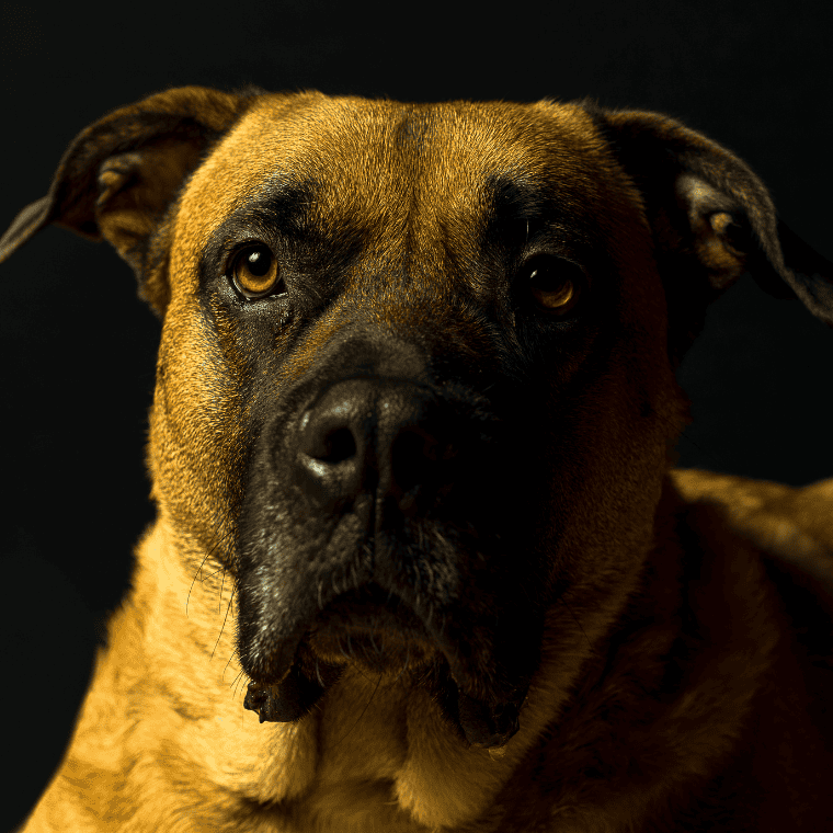 Dog Canario Profilbild Dog Canario Profilbild