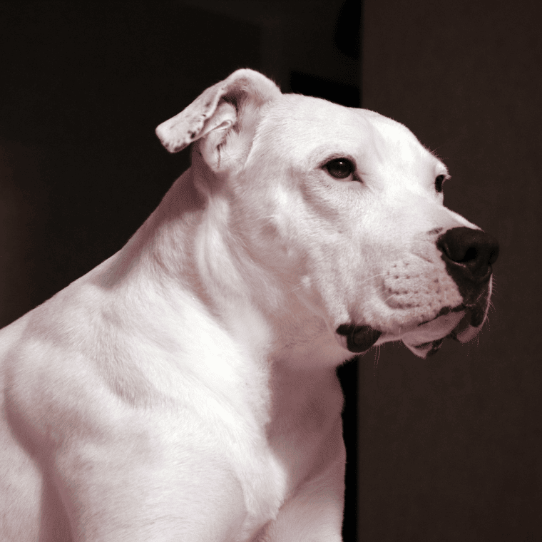 Dogo Argentino Profilbild Dogo Argentino Profilbild