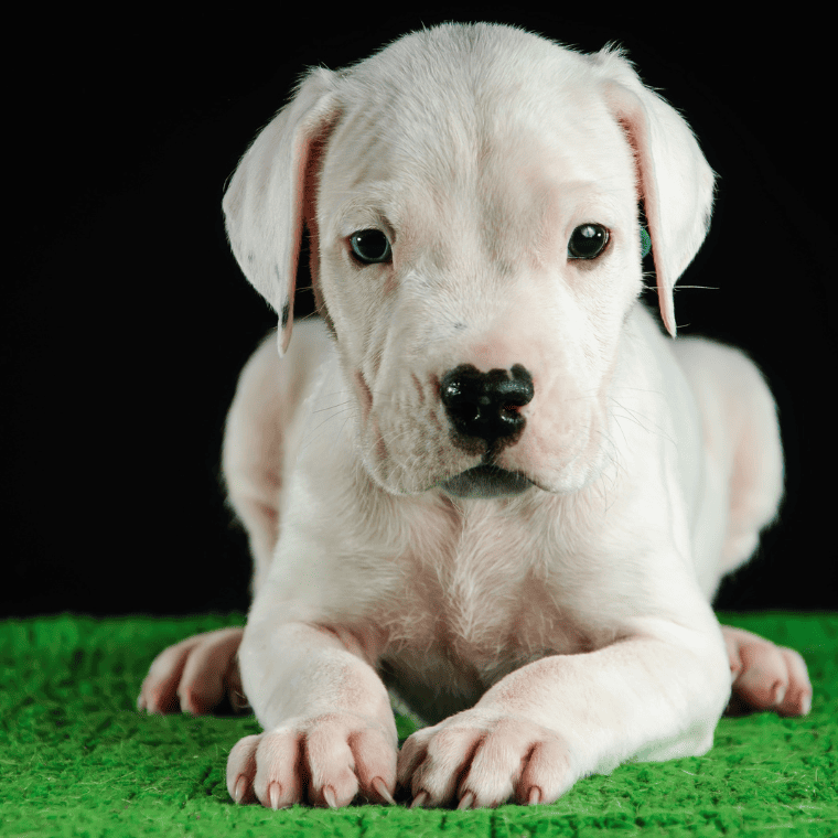 Dogo Argentino Welpe Dogo Argentino Welpe