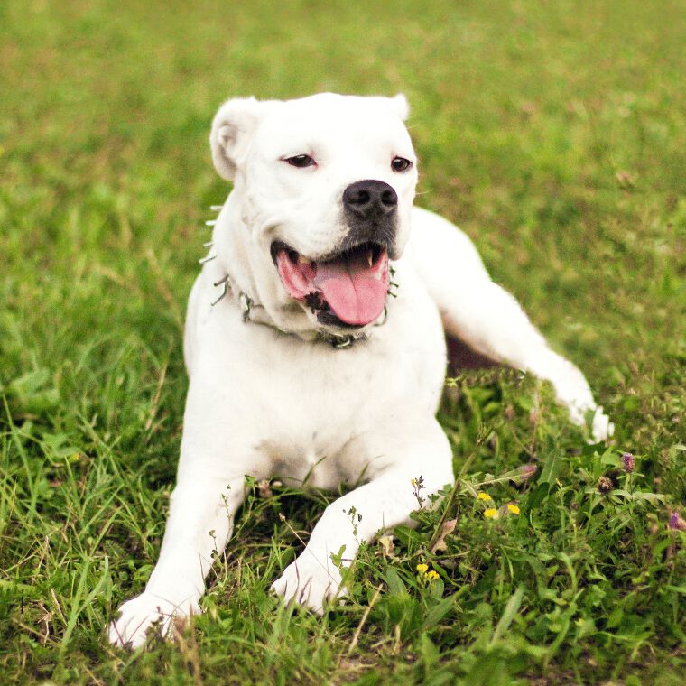 Dogo Argentino auf wiese fröhlich Dogo Argentino auf wiese froehlich