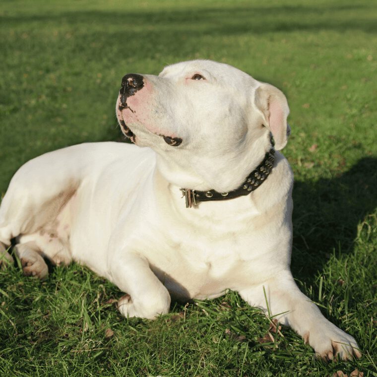 Dogo Argentino geniesst die Sonne Dogo Argentino geniesst die Sonne