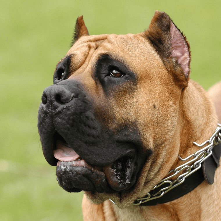 Dogo Canario Profilbild 1 Dogo Canario Profilbild 1