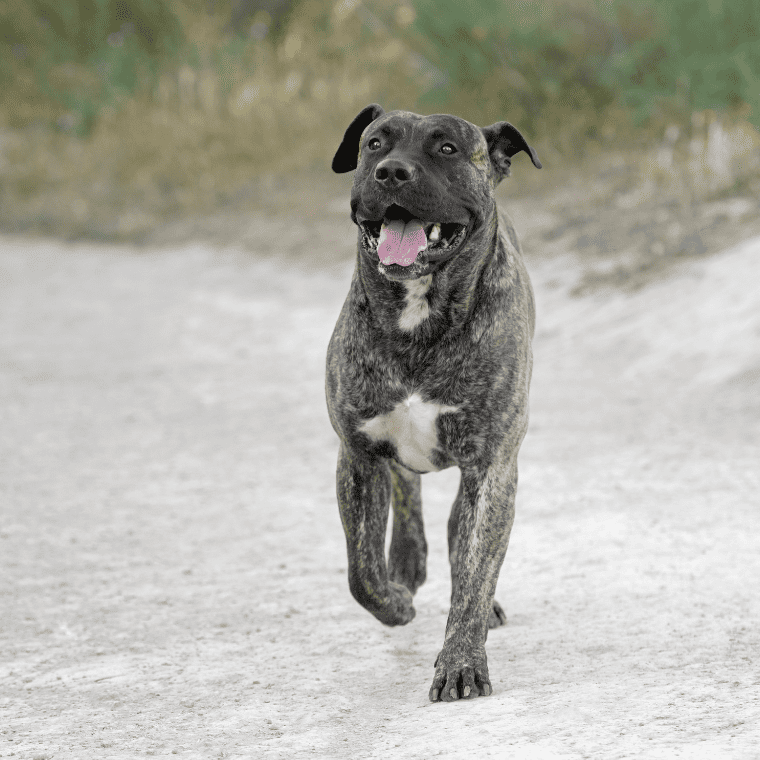 Dogo Canario läuft auf einem Weg Dogo Canario laeuft auf einem Weg