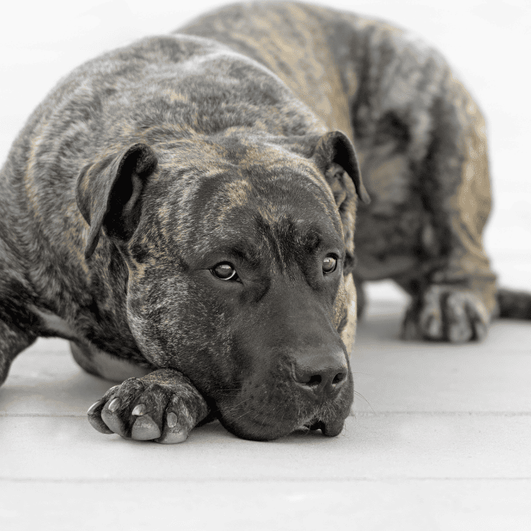 Dogo Canario liegend Dogo Canario liegend