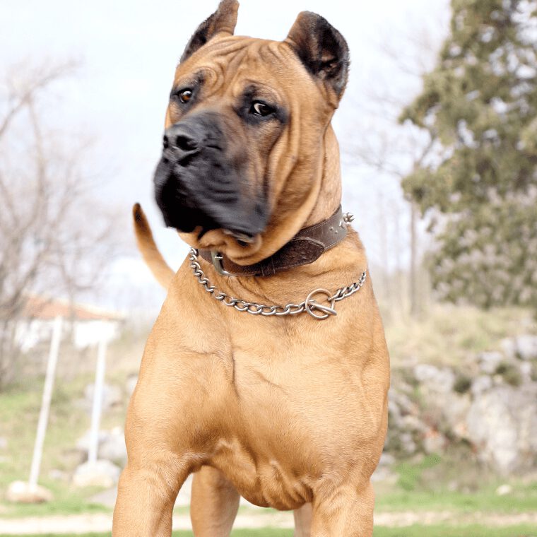 Dogo Canario schaut respekteinflössend Dogo Canario schaut respekteinfloessend