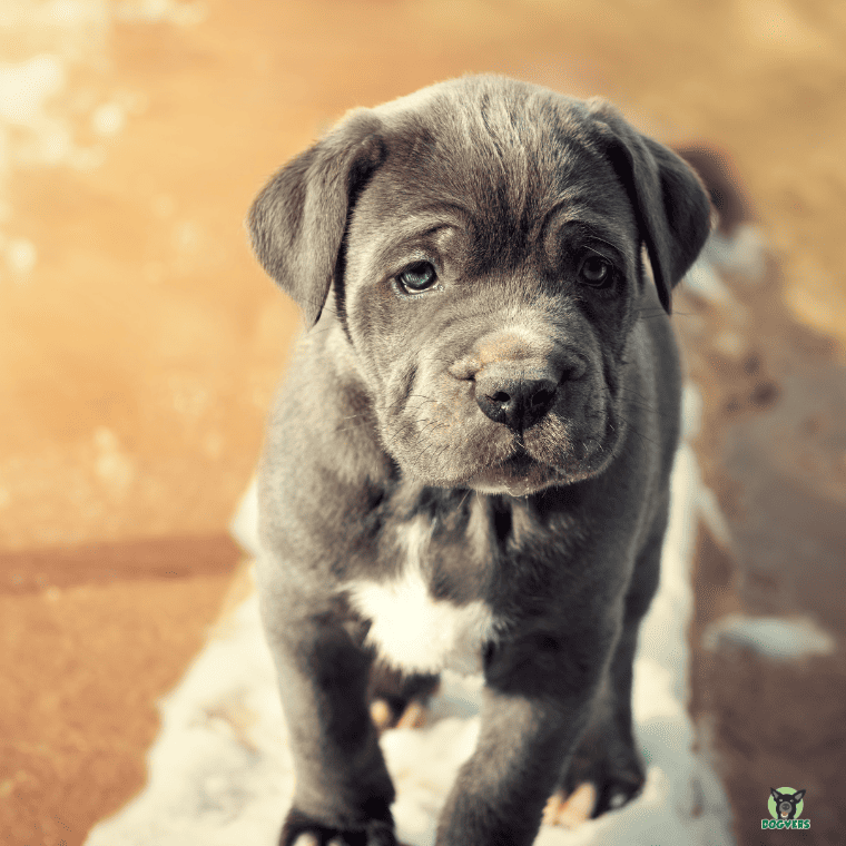 Mastino Napoletano Welpe schaut neugierig Mastino Napoletano Welpe schaut neugierig