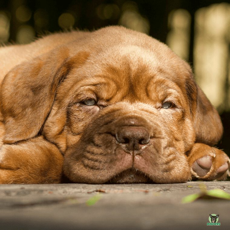 Mastino Napoletano Welpe Mastino Napoletano Welpe