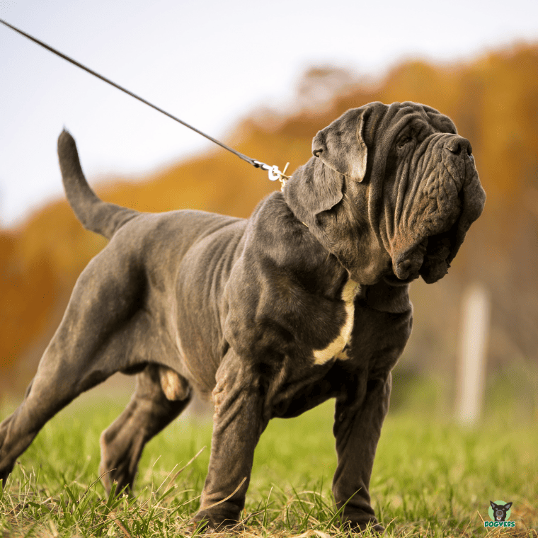 Mastino Napoletano an der Leine aufgeregt Mastino Napoletano an der Leine aufgeregt