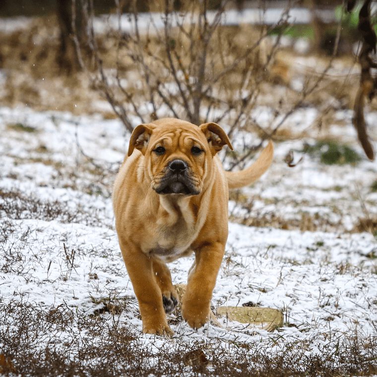 Perro de presa Mallorquin im Lauf Perro de presa Mallorquin im Lauf