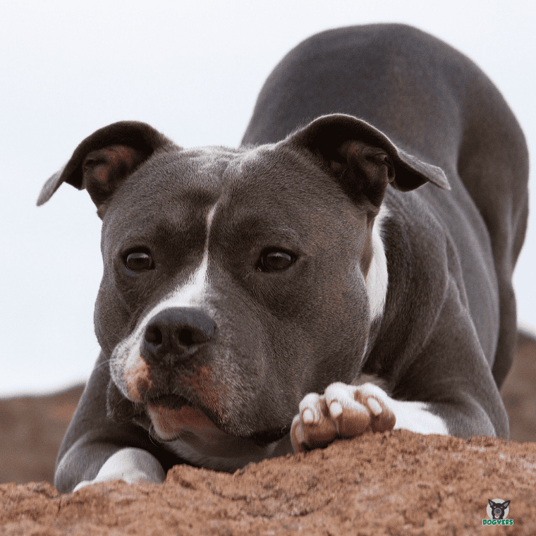 Pitbull Terrier mit Spielaufforderung Pitbull Terrier mit Spielaufforderung