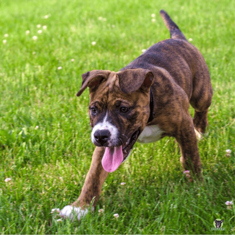 Staffordshire Bullterrier läuft über Wiese Staffordshire Bullterrier laeuft ueber Wiese
